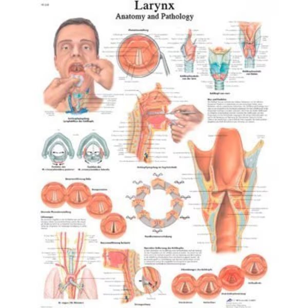 3B® Anatomical Chart - Larynx, Paper, Fabrication Enterprises, Mfr#: 12-4612P
